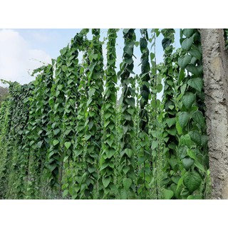 hạt giống cây sương sâm lông - 50 hạt