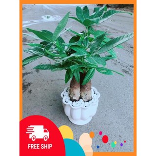 Chậu Kim Ngân 3 Thân Size Lớn