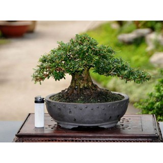 Linh Sam gốc to dạng phôi bonsai