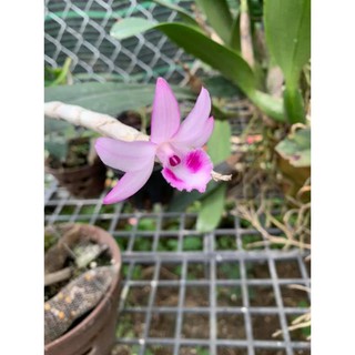 kie phi điệp rừng hồng thác khói