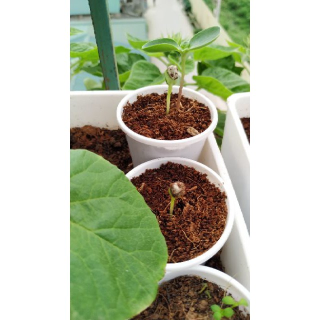 Đất nén sơ dừa hữu cơ dạng viên