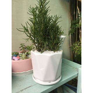 Rosemary - cây hương thảo (size trung gồm chậu )