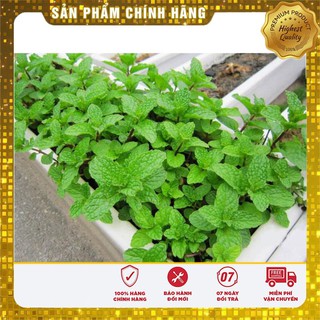Hạt giống rau húng bạc hà (húng lủi ) - 0.1 gr