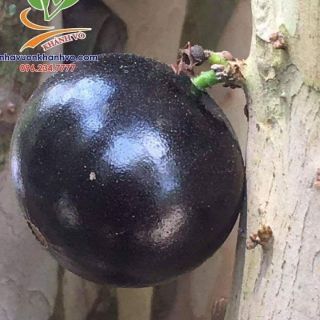 Cây giống nho thân gỗ tứ quý lá to