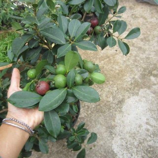 cây ổi sim nhật