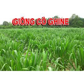 Hạt giống cỏ xả lá lớn Mobasa ghine gói 500g - Cỏ chăn nuôi trâu, bò, gà, heo, cá ,thỏ ... chất lượng