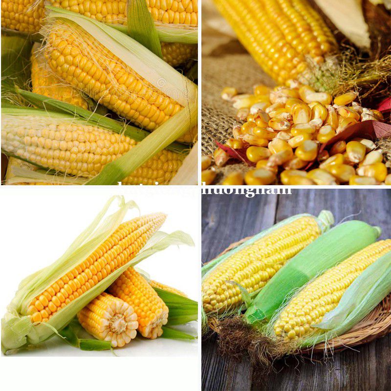 Hạt giống bắp mỹ ngô ngọt chất lượng F1 dễ trồng