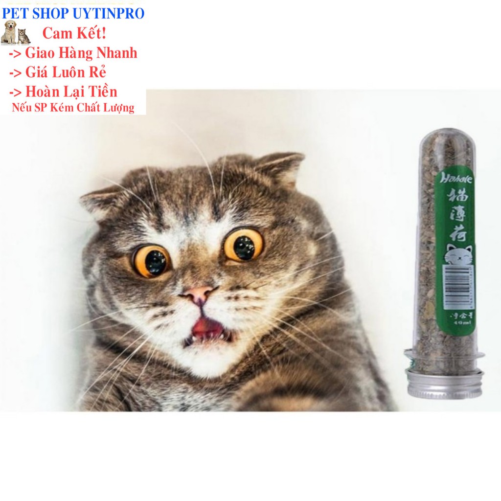 ỐNG CỎ BẠC HÀ MÈO Catnip HahaleỐng Cỏ Bạc Hà Mèo Cat mint Hahale