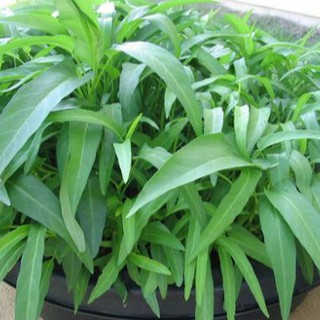 50gr - HẠT GIỐNG RAU MUỐNG