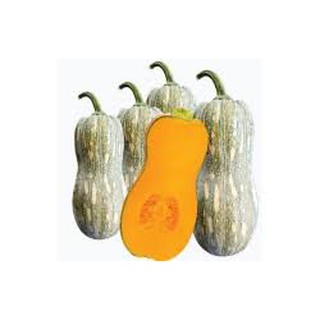 Hạt giống bí hạt đậu f1 gói 2 gram