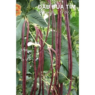 Hạt giống đậu đũa tím gói 10gr