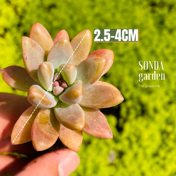 Sen đá pha lê SONDA GARDEN size mini 2.5-4cm, xuất xứ Đà Lạt, khoẻ đẹp, lỗi 1 đổi 1