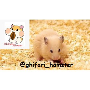 Bộ Dụng Cụ Làm Lồng Nuôi Chuột Hamster Bằng Gỗ Tiện Dụng