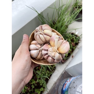 Tỏi khô, củ tỏi