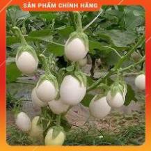 HẠT GIỐNG CÀ PHÁO TRẮNG CAO SẢN
