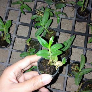 Trầm rồng đỏ cây giống