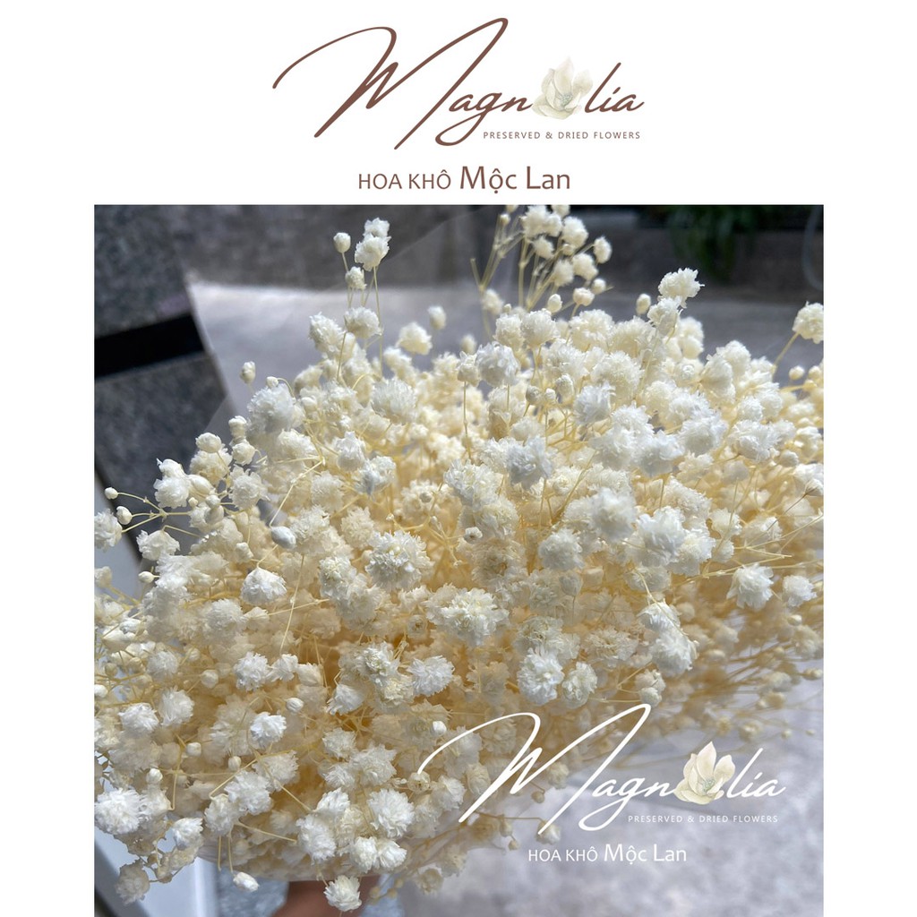 Hoa baby trắng cao cấp bông to HOA KHÔ MỘC LAN trang trí để bàn, phòng khách, phòng ngủ