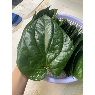 Lá trầu không hàng tươi