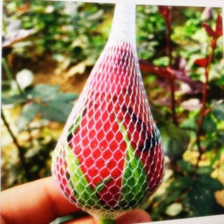 1 kg lưới bọc hoa – lưới bao hoa – lưới chụp hoa hồng, ly, cúc ...