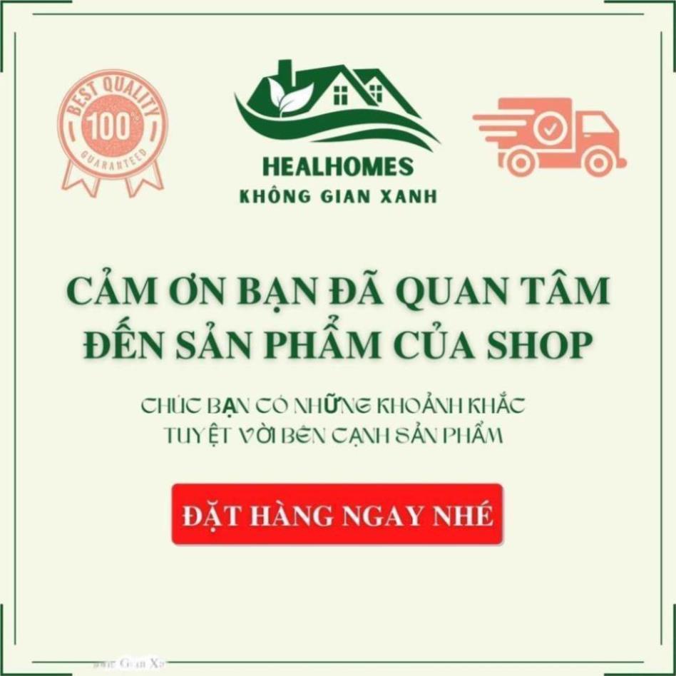 Ghế lười thư giãn cao cấp mây con sò, decor homestay ban công, trang trí phòng khách sân vườn quán cafe Vip / HealHomes