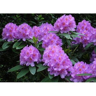 BỘ HẠT GIỐNG HOA ĐỖ QUYÊN BONSAI 7 MÀU SẮC HOA ĐẸP BỀN MÀU THƠM LÂU