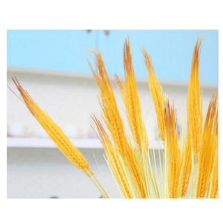 Bông lúa nhựa giả - lúa vàng  BCV4587