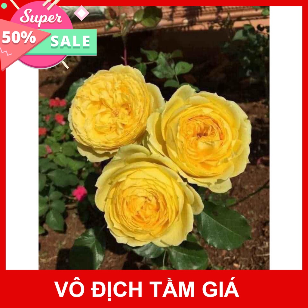 Giống Chuẩn Cây Hoa hồng ngoại