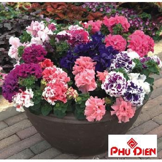 100 hạt giống hoa dạ yến thảo kép phú điền