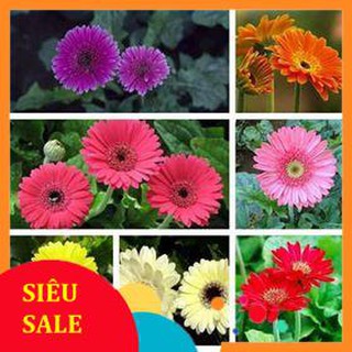 10 Hạt giống Đồng tiền
