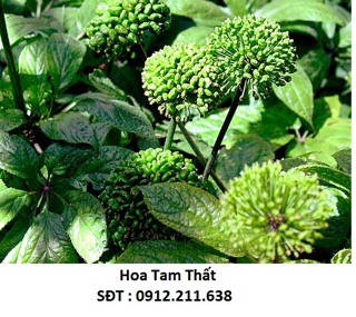 Free ship hoa tâm thất 250g