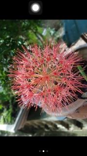 Củ Hoa Hồng Tú Cầu