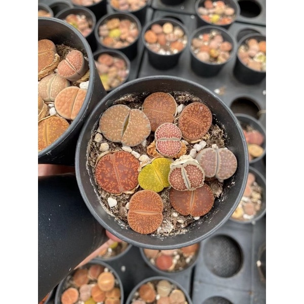 Lithop Thạch Lan (sỉ 7k)