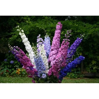 Hạt giống hoa Phi yến (violet) mix