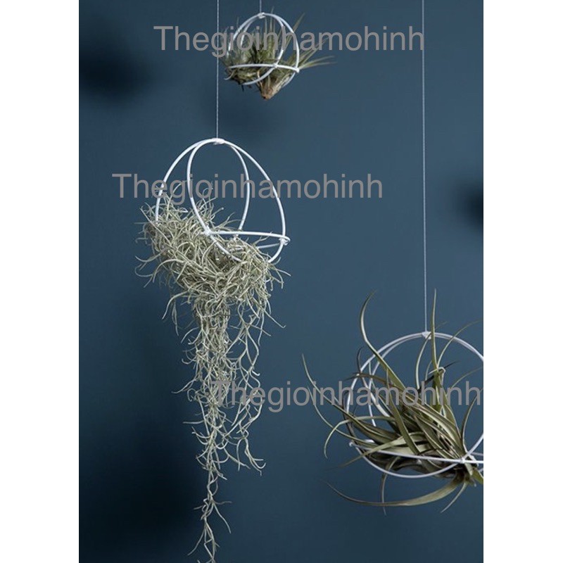 Giá treo cây, giá trồng cây không khí, kệ treo, decor, trang trí không gian
