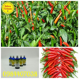 TINH DẦU ỚT (CAPSICUM  OIL)100ml