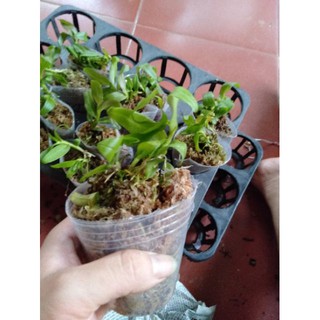 Hoa phong lan phi điệp ám phú thọ