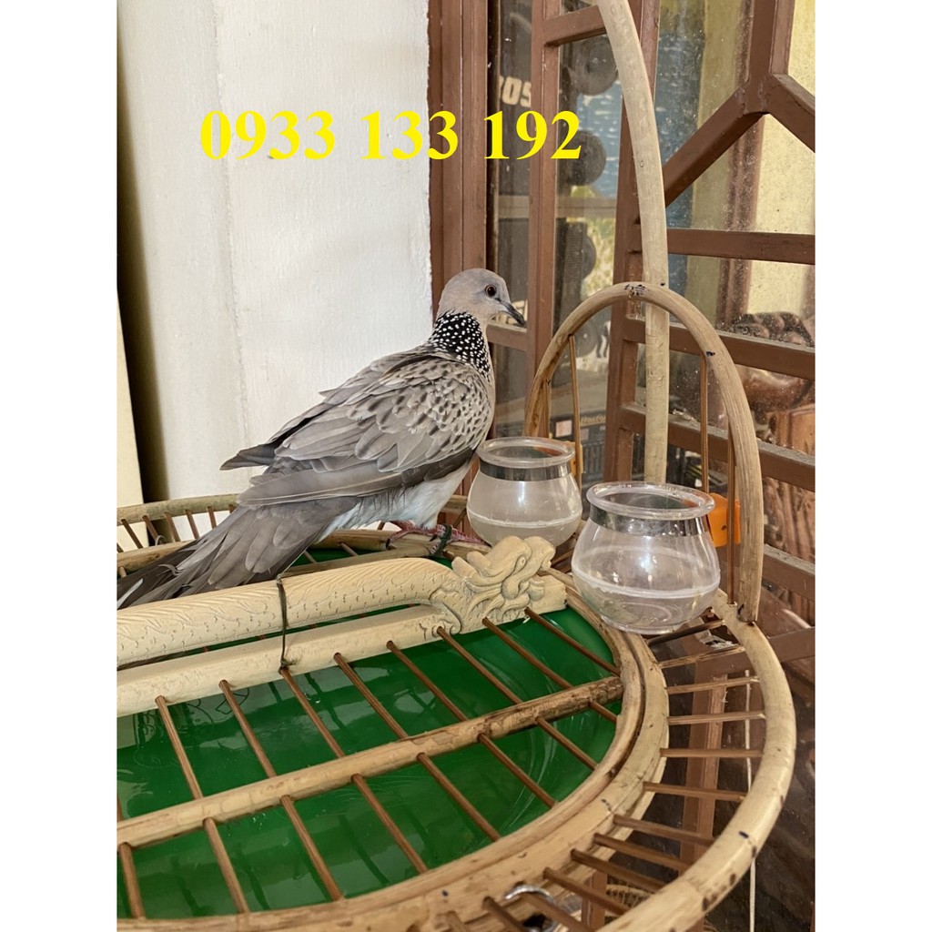 Lồng trần cu gáy