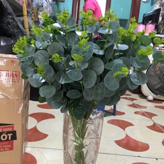 Lá táo, lá mimosa