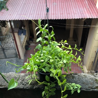 Lan hạt dưa giỏ treo ( lớn )