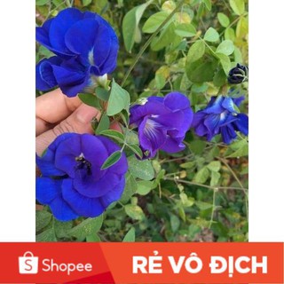 (SALE LỚN) 50 hạt giống hoa đậu biếc
