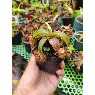 Cây cảnh nắp ấm