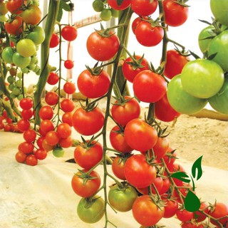 Hạt giống cà chua cherry đỏ lai f1