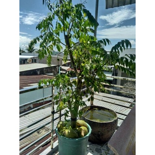 Cây 🌲 Cóc thái lùn ( hàng lớn đang trái )
