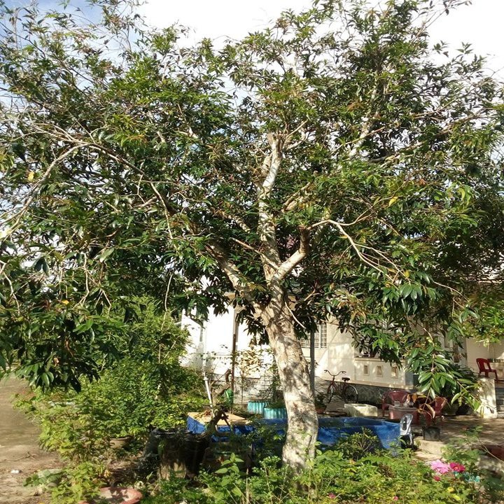 Cây lý giống