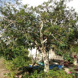 cây lý giống