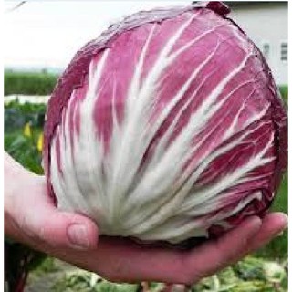 Hạt giống xà lách cuộn tím