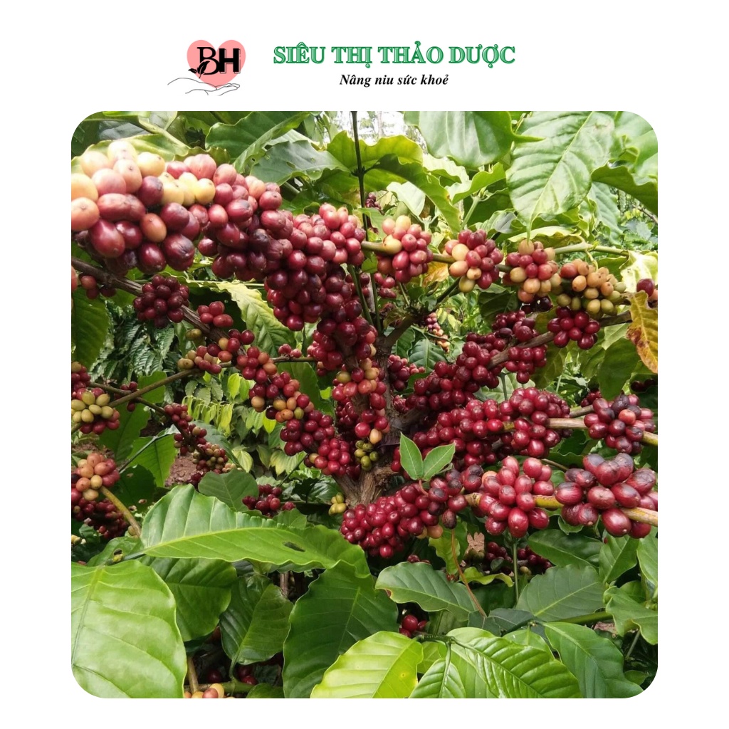 Cà phê rang xay nguyên chất ĐĂK LĂK loại đặc biệt không pha trộn thơm ngon chuẩn vị uống là nghiền túi 1KG | BigBuy360 - bigbuy360.vn