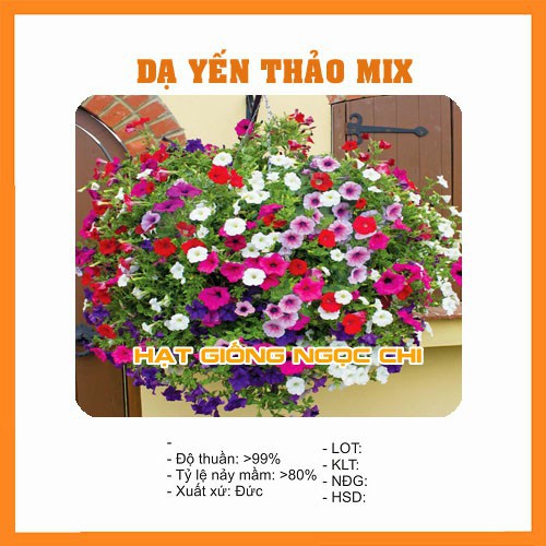 Hạt Giống Hoa Dạ Yến Thảo Mix - 100 Hạt