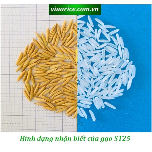 [🔥TEM CHỐNG GIÁ 🛵 GIAO HỎA TỐC HCM] Gạo ST25 Chính Hãng Ông Cua Sóc Trăng - Bao 5KG