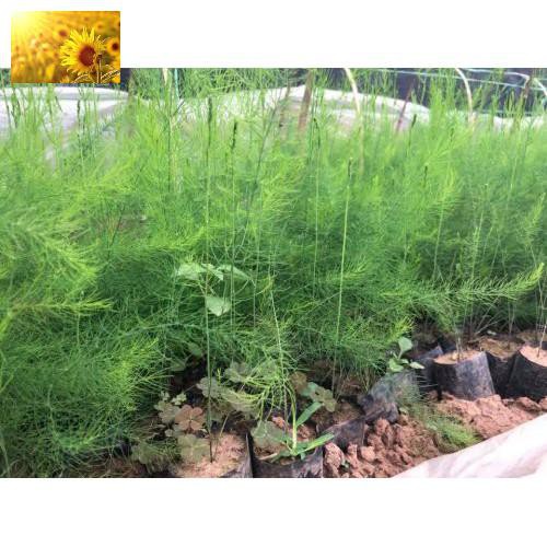Hạt Giống Măng Tây Xanh  - Dinh Dưỡng, Năng Suất Cao - MUA 3 TẶNG 1 CÙNG LOẠI
